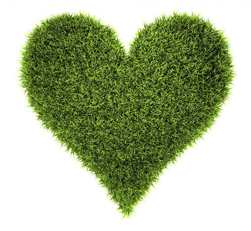 Turfgrass heart